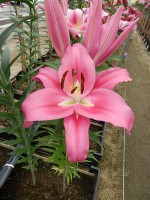 [4574 VH50 Crisana No02.JPG]